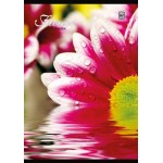 Sveska A6/80l spiralni povez - TP